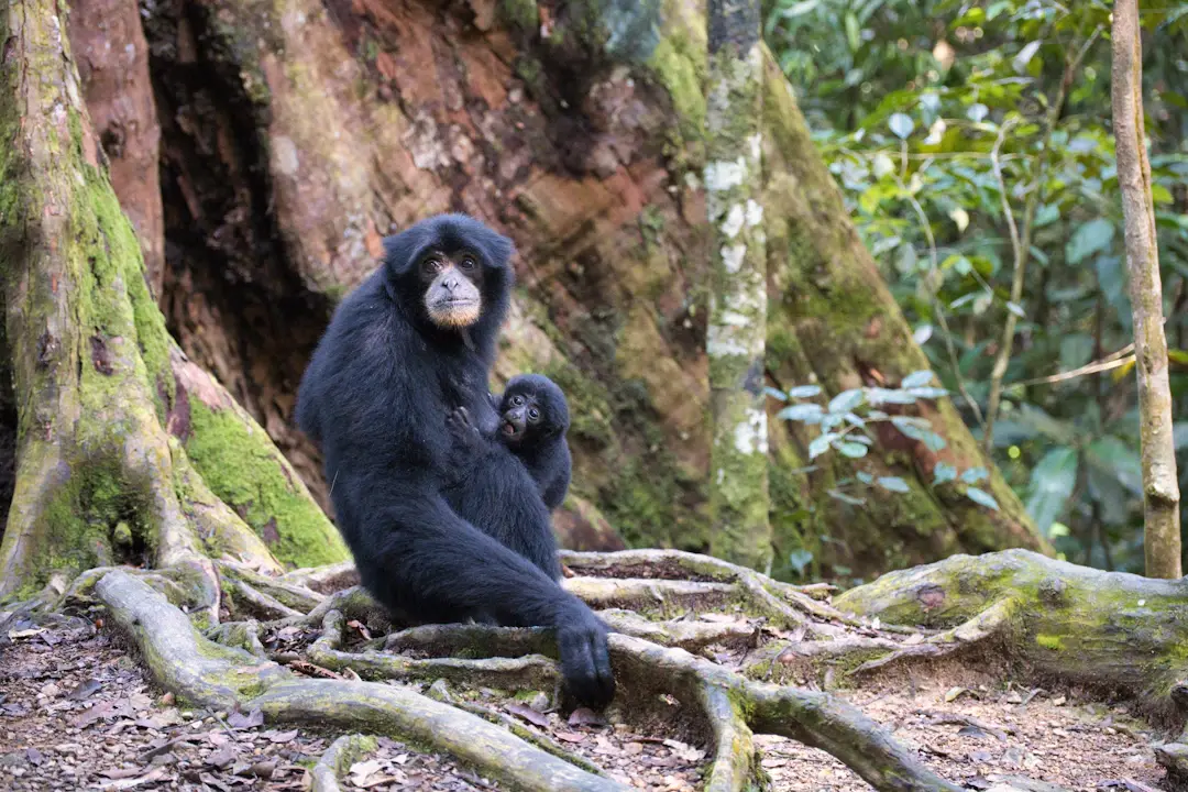 Gunung Leuser National Park