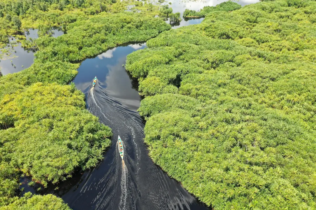Sebangau National Park